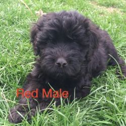 Whoodle Puppies available in Ohio