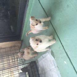 Puppies in need of loving home