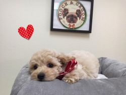 Toy Poodle - Dolly - Female