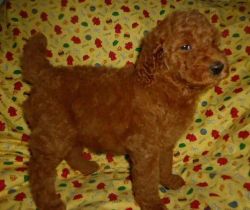 Neean Standard Poodle Puppies