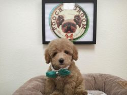 Toy Poodle - Finley - Male