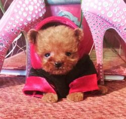 Nice Teacup Poodle Puppies For Sale