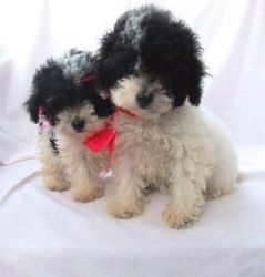 Toy Poodle Puppies need a new