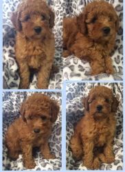 Poodle Pups ,puppies For Adoption