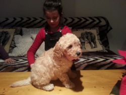 Red Miniature Poodle At Stud Dna Pra Clear