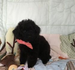 Beautiful Little poodle Toy Puppies