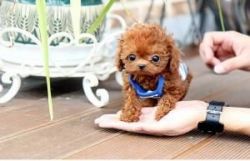 Gorgeous Toy Poodle Puppies~ Superb Quality