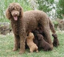 Poodle (standard) Puppies For Sale