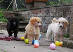Toy Poodle Puppies Ready Now