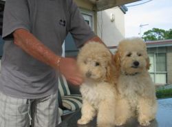 Toy Miniature Poodle Puppies ready