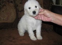 Two White Standard Poodle puppies
