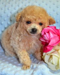 Adorable TINY female poodle puppy!