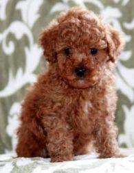 Poodles (mini & Toy) Puppy For Sale