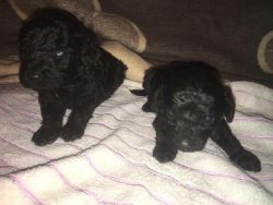 Gorgeous Poodle puppies for sale