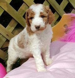matching Standard Poodle Puppies for Sale