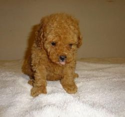 Nice poodle for sale