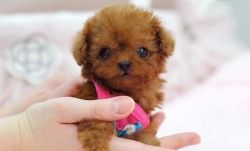Teacup Poodle Puppies For Adoption
