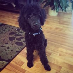 Avery's Standard Poodle's