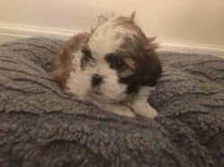 charming toy poodle pups for small rehoming fee