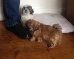 must have toy poodle pups for lil rehoming fee