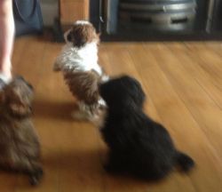 charming toy poodle pups for lil rehoming fee