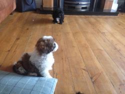 lovely toy poodle pups for lil rehoming fee