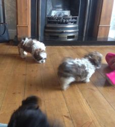 cute toy poodle pups for lil rehoming fee