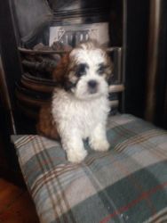 stunning toy poodle pups for lil adotion fee