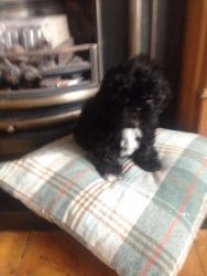 amazing toy poodle pups for lil rehoming fee