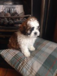 adorable toy poodle pups for lil rehoming fee