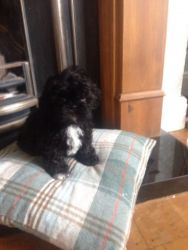 healthy toy poodle pups for lil rehoming fee