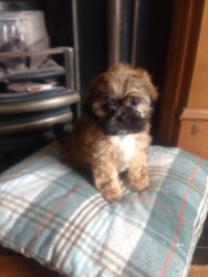 softy toy poodle pups for lil rehoming fee
