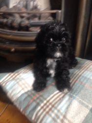 soffy toy poodle pups for lil rehoming fee