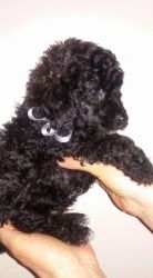 Loving Toy Poodle Both Parents Health Tested