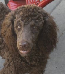 Free Chocolate Poodle for Guardian Home