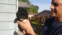 Akc papered male tiny toy poodles