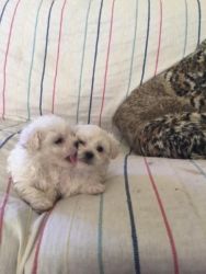 Two female puppies poodle