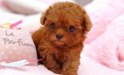 Teacup Poodle Puppies For Adoption(xxx) xxx-xxx6