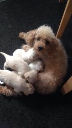 poodle puppies for adoption.