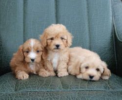 Poodle Puppies.