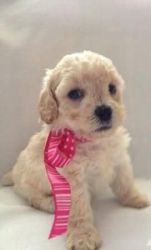 female poodle pup ready