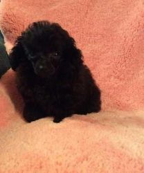Adorable Toy Poodle Puppies For Sale 200$