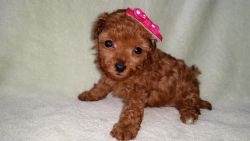 Red toy poodle puppy girl