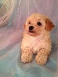 Toy Poodle Pup Kc Reg (puppy) ( Puppies)