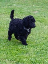 Black Male Toy Poodle Puppies For Sale