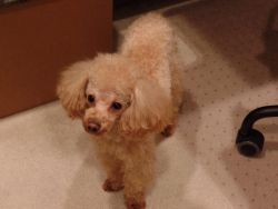 my toy poodle need rehoming