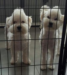 2 Free Poodles!!! Need To Go To A Good Home!!!