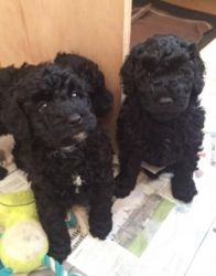 Stunning Poodle Puppies Available