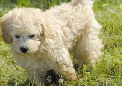 Standard Poodle, male, cream puppy