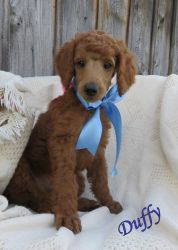 Beautiful Red Standard Poodle Puppies
